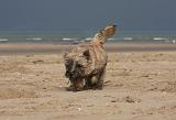 CAIRN TERRIER 365